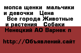 мопса щенки -мальчики и девочки › Цена ­ 25 000 - Все города Животные и растения » Собаки   . Ненецкий АО,Варнек п.